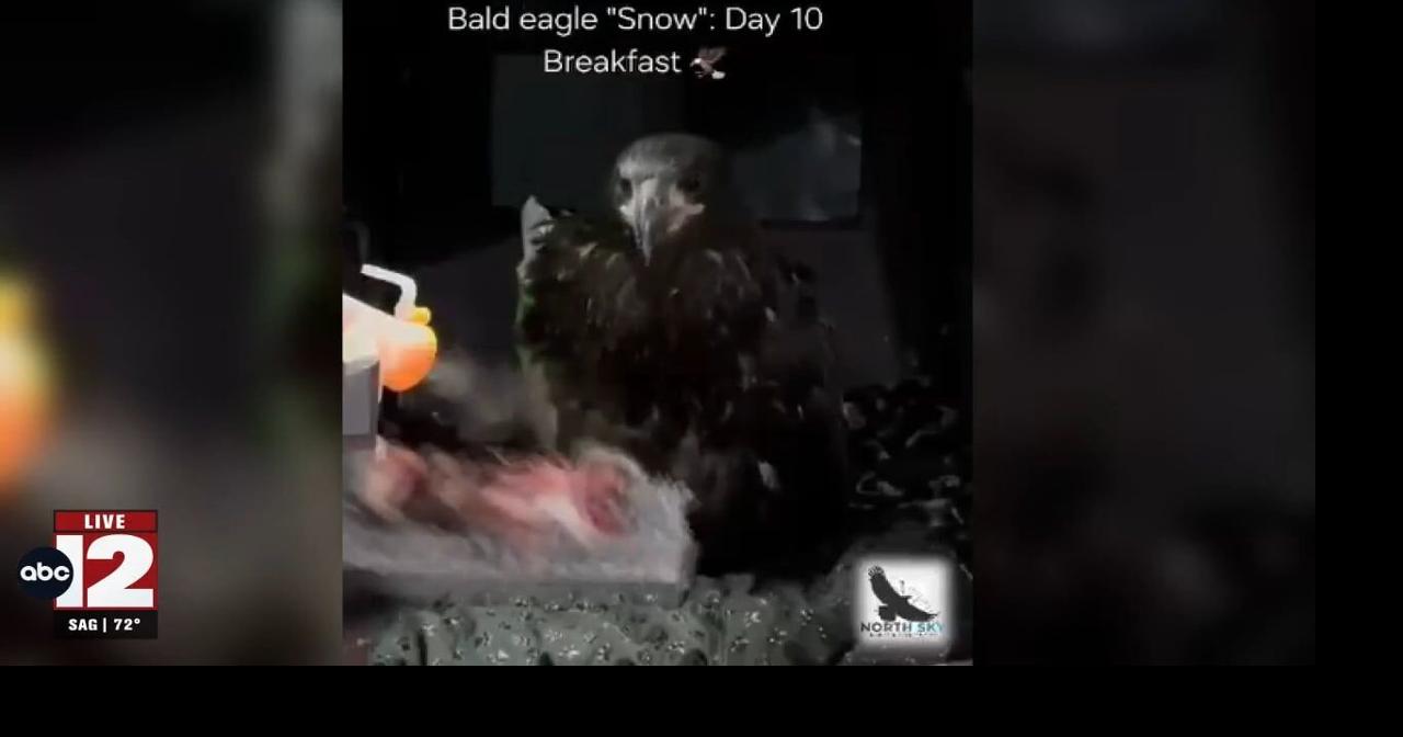 Snow the bald eagle self-feeds, a hopeful sign in recovery | Video ...