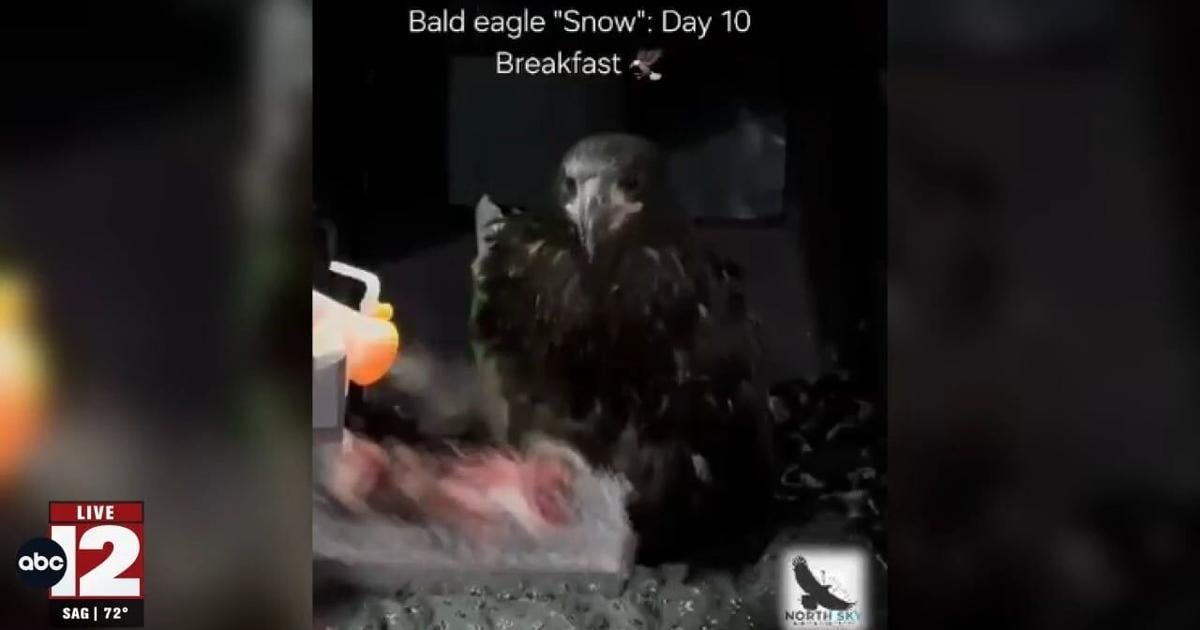 Snow the bald eagle self-feeds, a hopeful sign in recovery | Video ...
