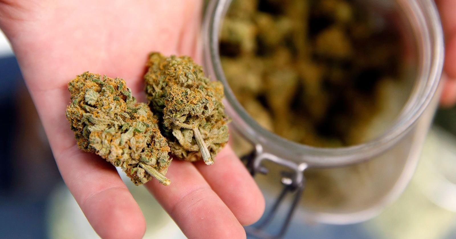 Marijuana harms development in first trimester of pregnancy, study finds - Vimarsana News