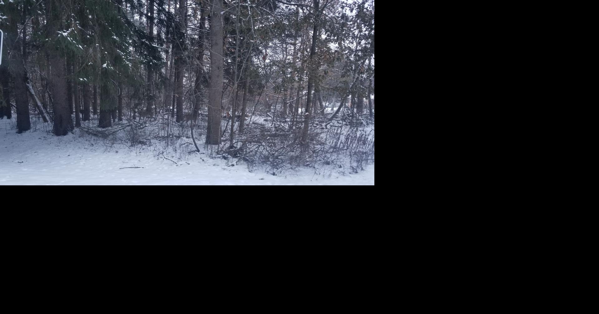 Snowfall prompts around 80 MidMichigan school closures Local