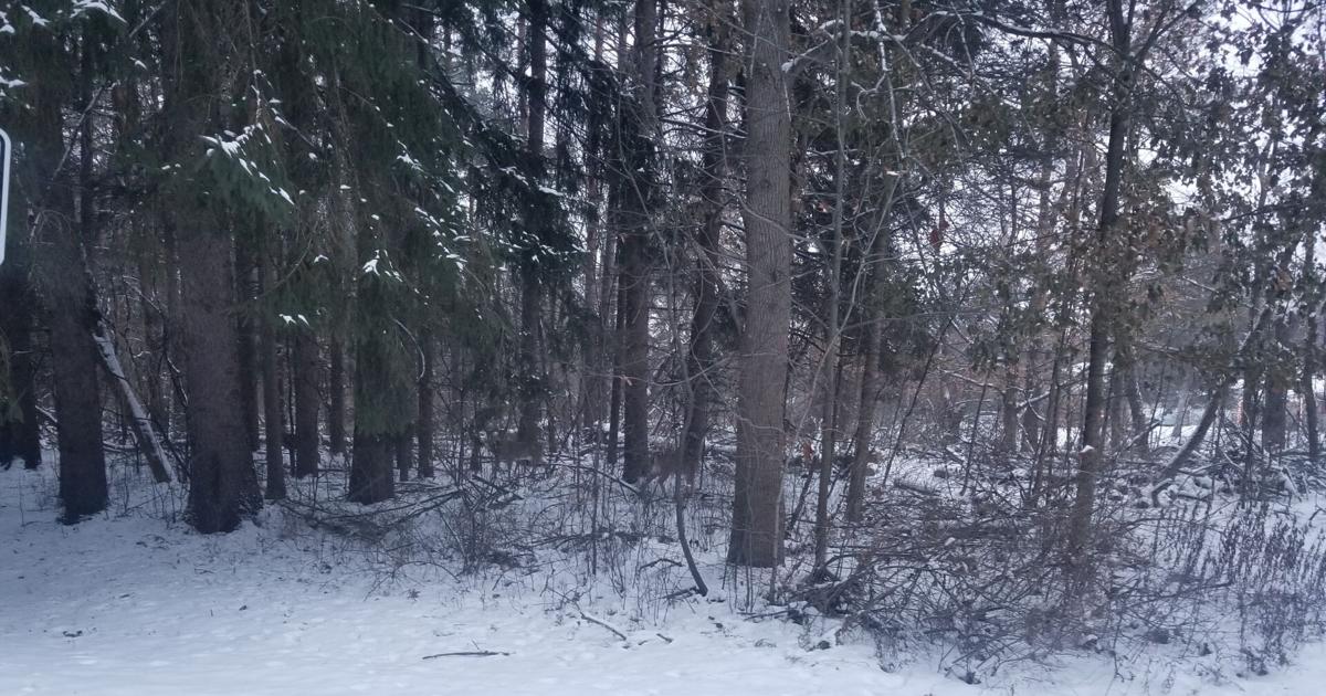 Snowfall prompts around 80 MidMichigan school closures Local