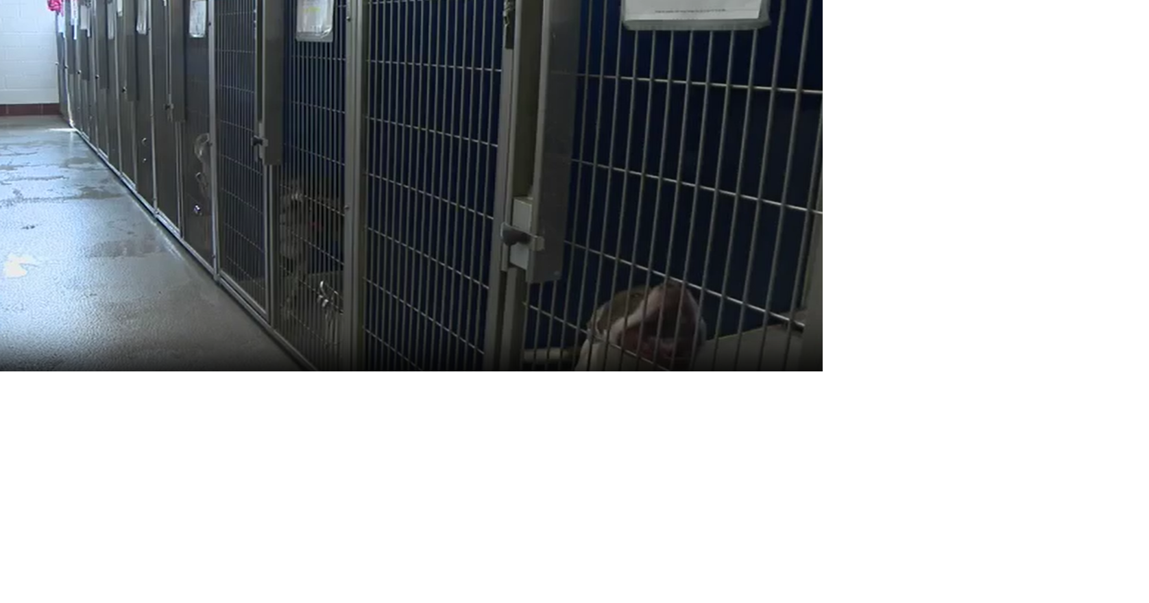 Michigan animal shelters awarded $150K to help homeless pets