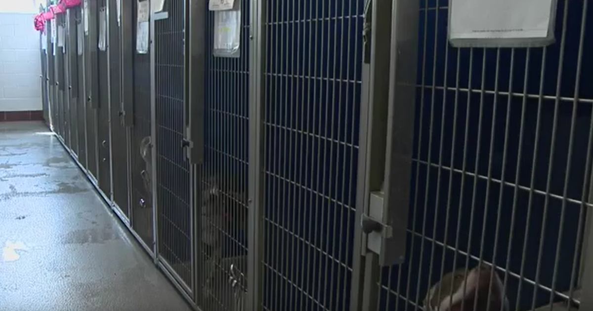 Michigan animal shelters awarded $150K to help homeless pets