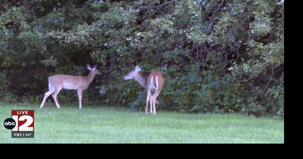 Michigan House passes bill rolling back deer baiting rules