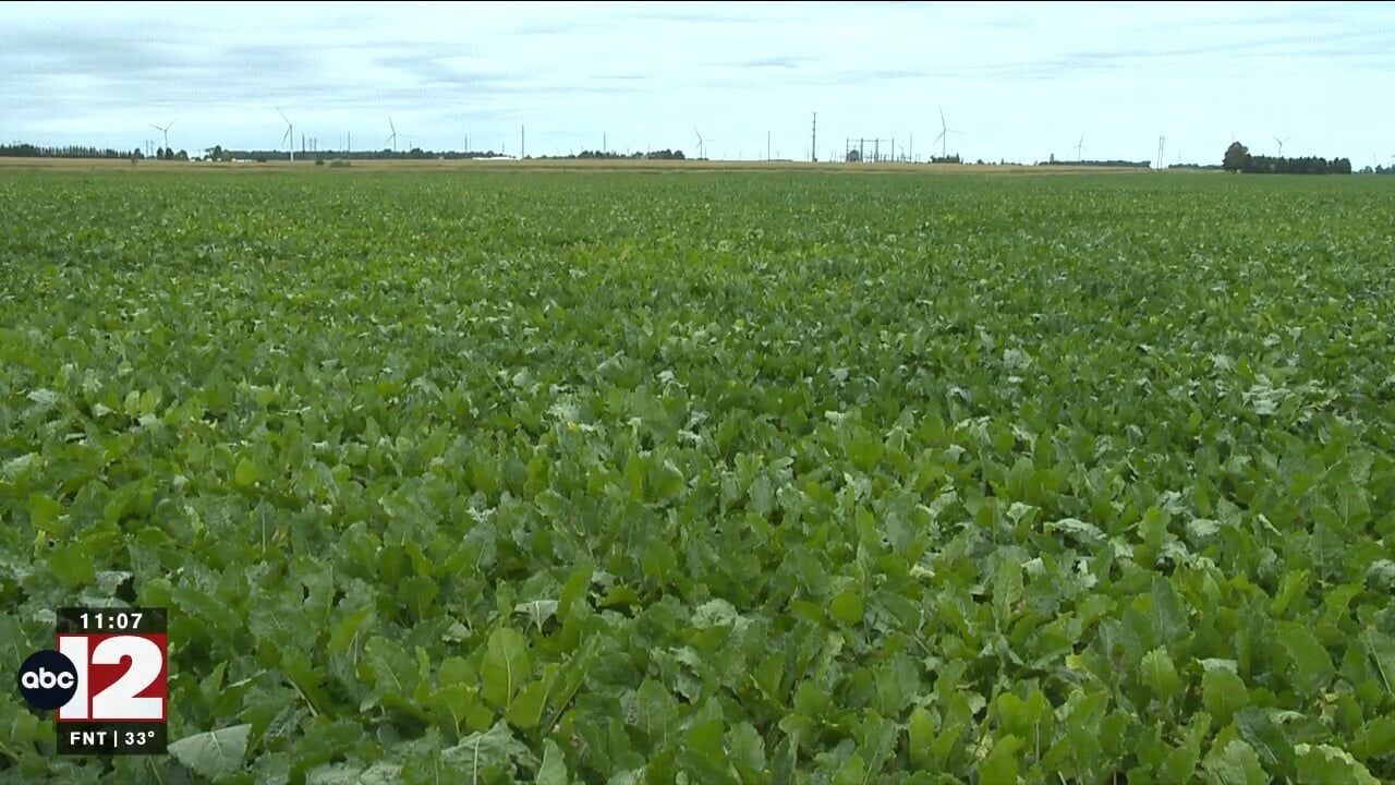 Sugar producers receive $150 million from USDA