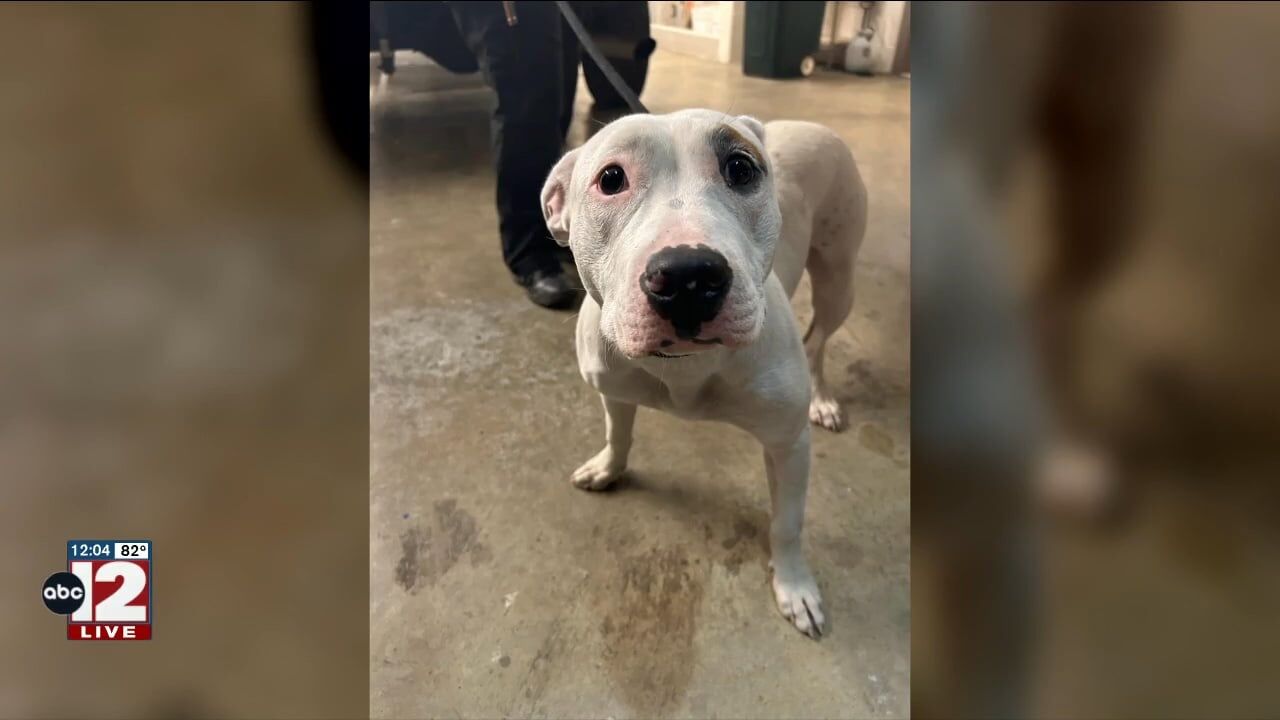 Dog found with stab wound along M-13 in Saginaw County