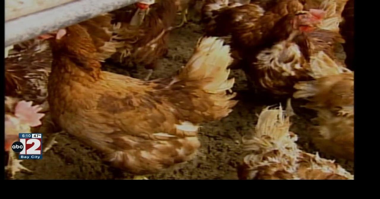 Avian influenza detected in Bay County | Local | abc12.com