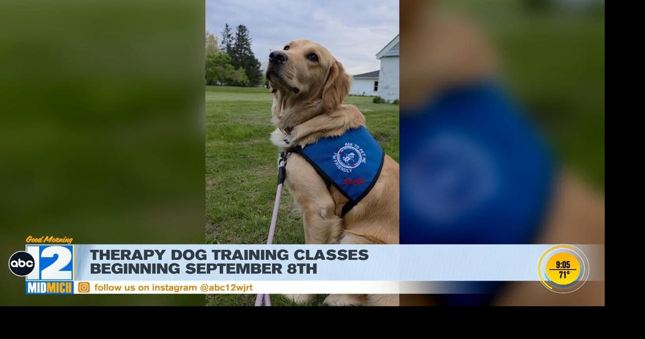Therapy dog training | Good Morning Mid-Michigan | abc12.com