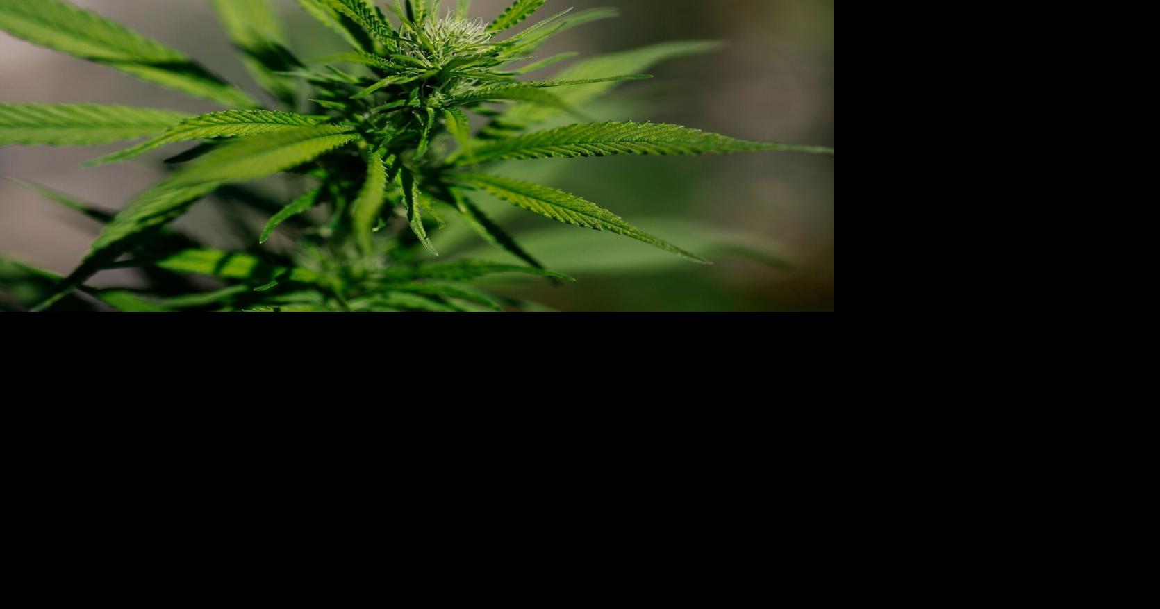 Justice Department reclassifies state-licensed medical marijuana