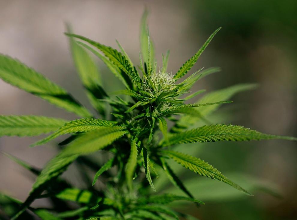 Justice Department reclassifies state-licensed medical marijuana