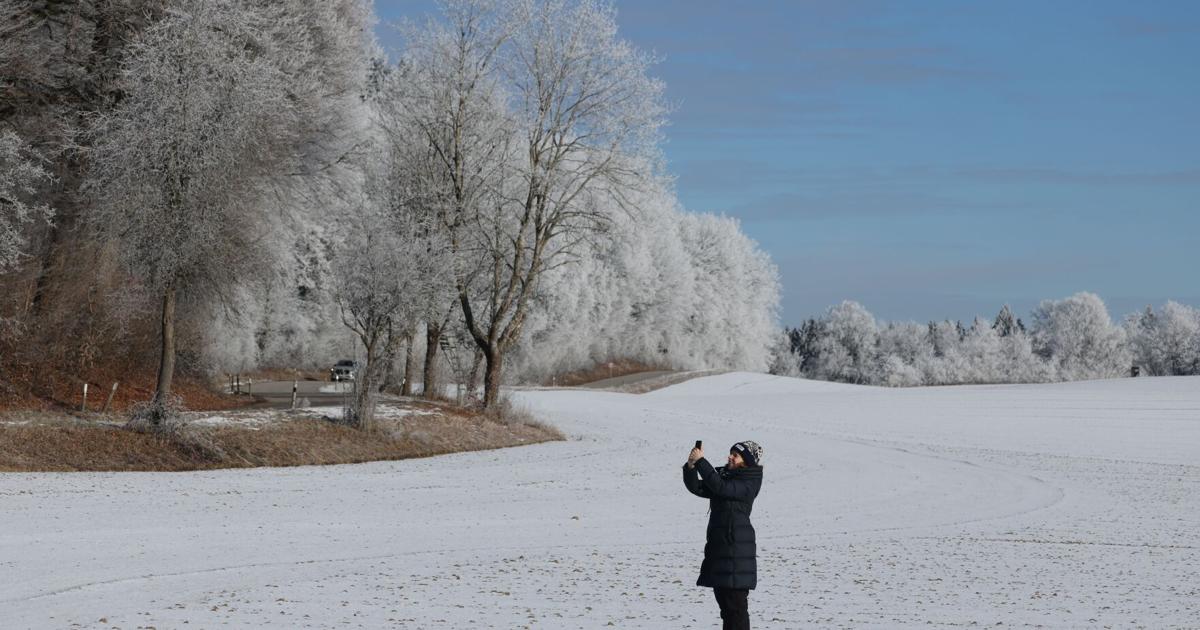 What are ‘exploding trees’? The winter phenomenon may not be what you ...