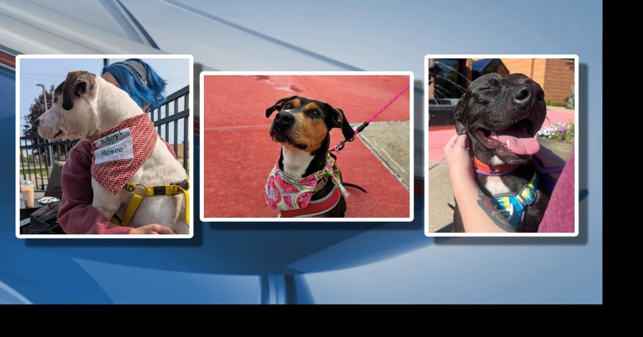 Take a shelter dog on a field trip in Saginaw County | Community ...