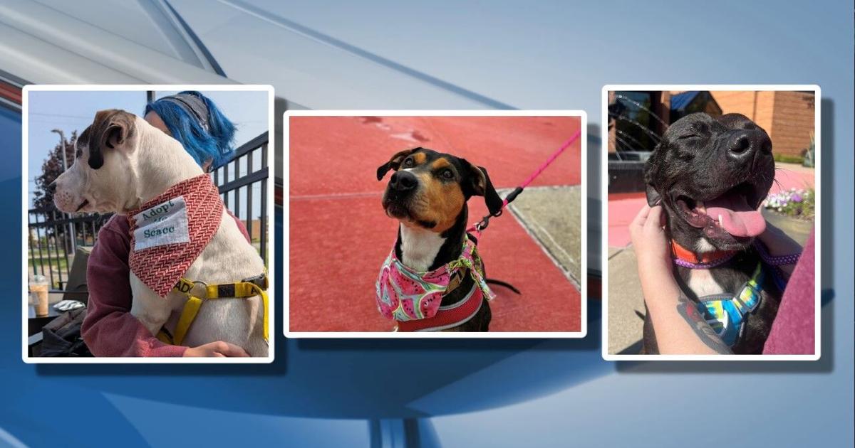 Take a shelter dog on a field trip in Saginaw County | Community ...