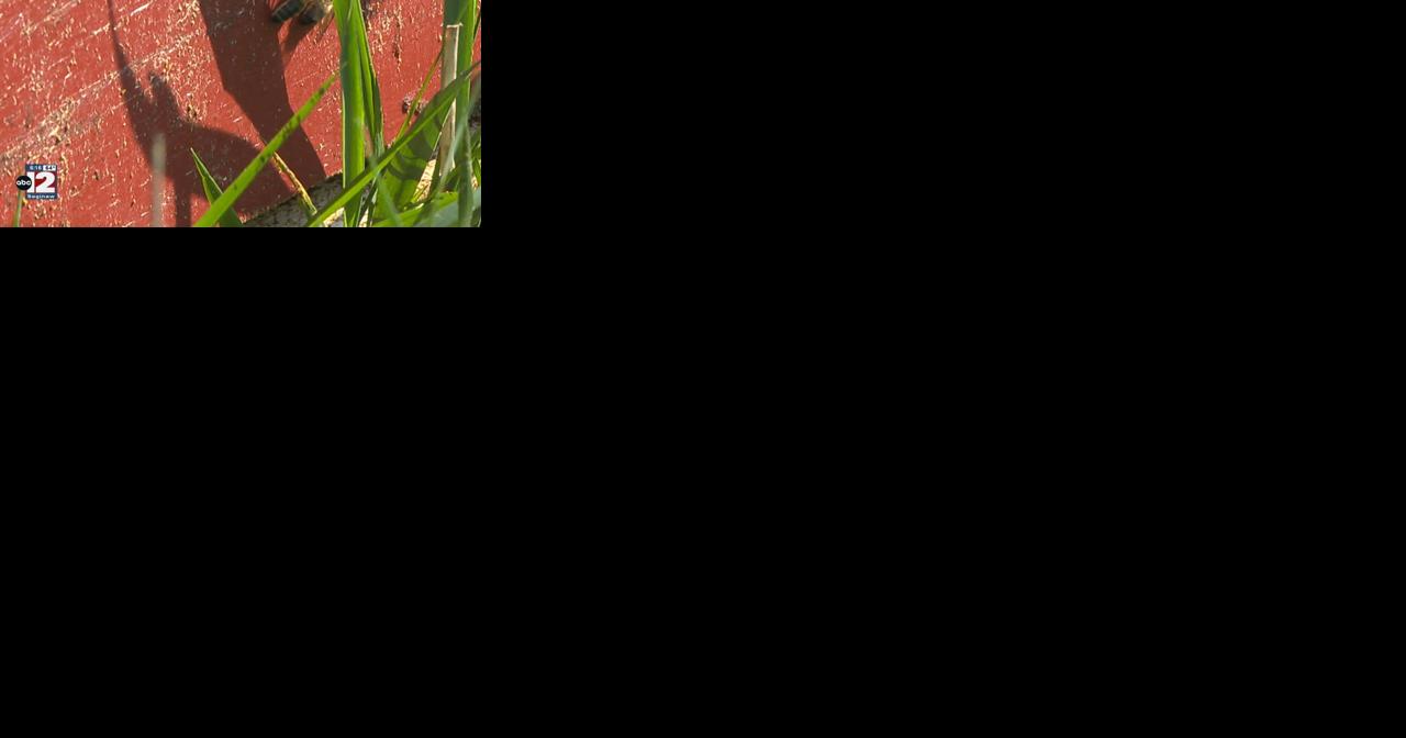 No Mow May aims to support bee population - Vimarsana News