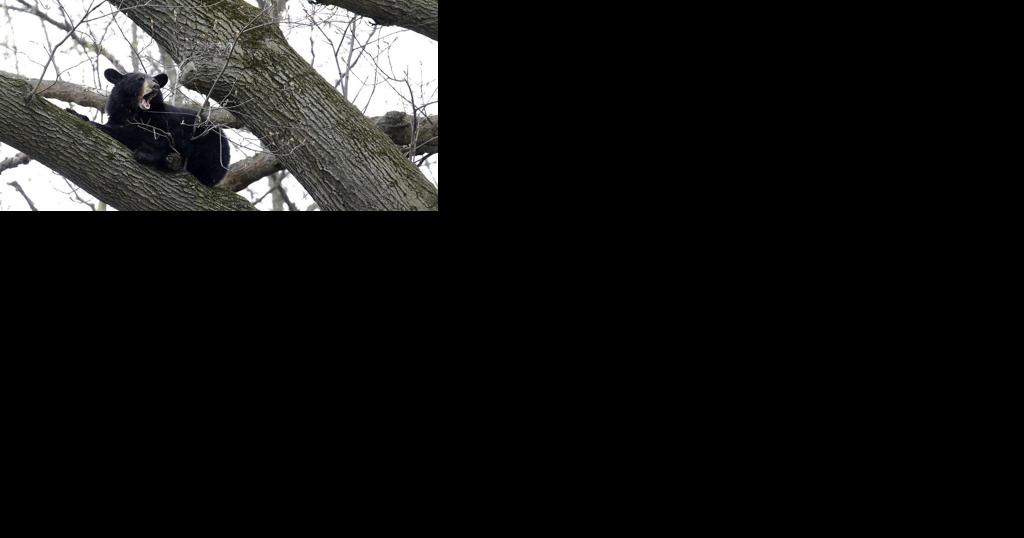 Hunter kills bear months after it captivated Michigan neighborhood - Vimarsana News