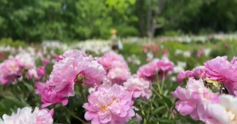 Peony garden at peak bloom on University of Michigan's campus - Vimarsana News
