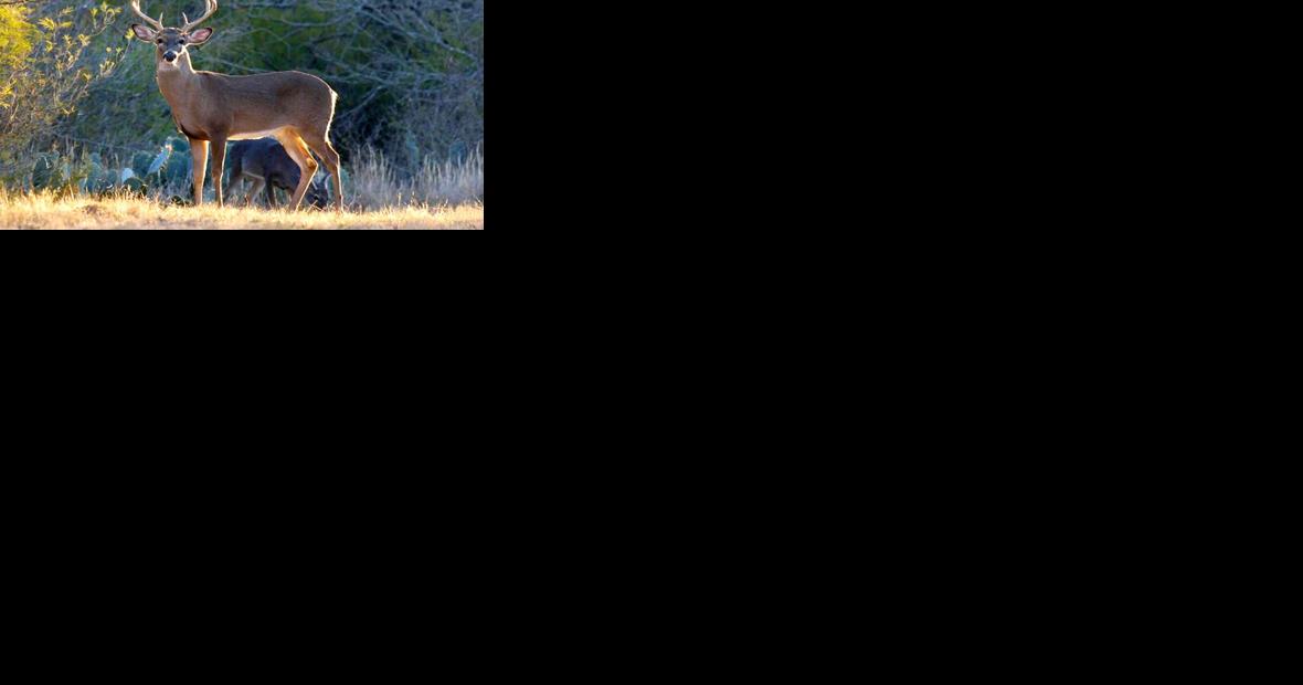 Hunters advised not to eat deer taken near Oscoda-Wurtsmith Airport - Vimarsana News
