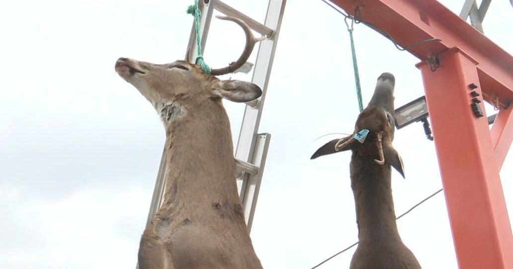 Michigan considers ‘1 buck rule’ to balance herd, control population