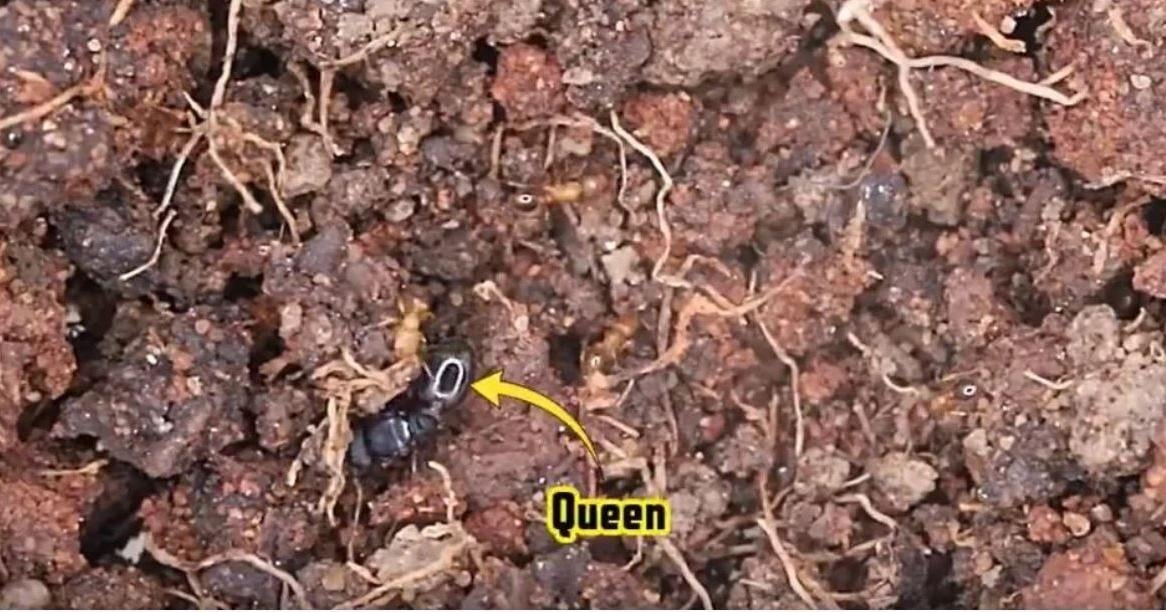 Authorities intercept exotic ants at Detroit Metropolitan Airport