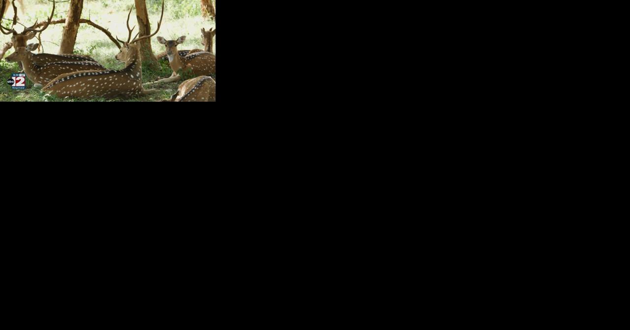 Michigan DNR is creating a deer management initiative - Vimarsana News