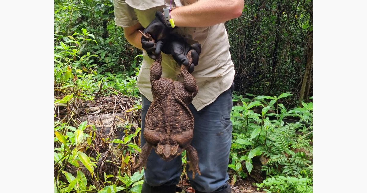 Mega Toad Toadzilla, a giant cane toad found in Australia, may be a record ...