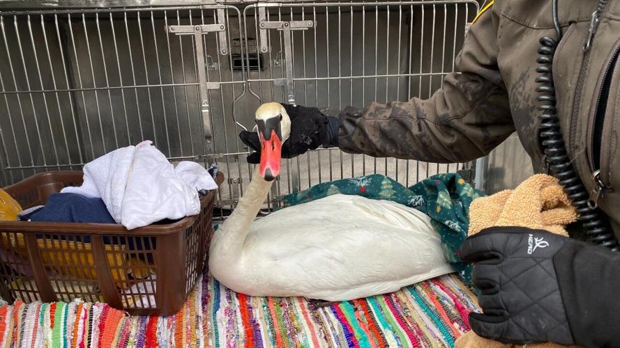 Swan stuck in ice rescued from Oakland County lake | Regional 