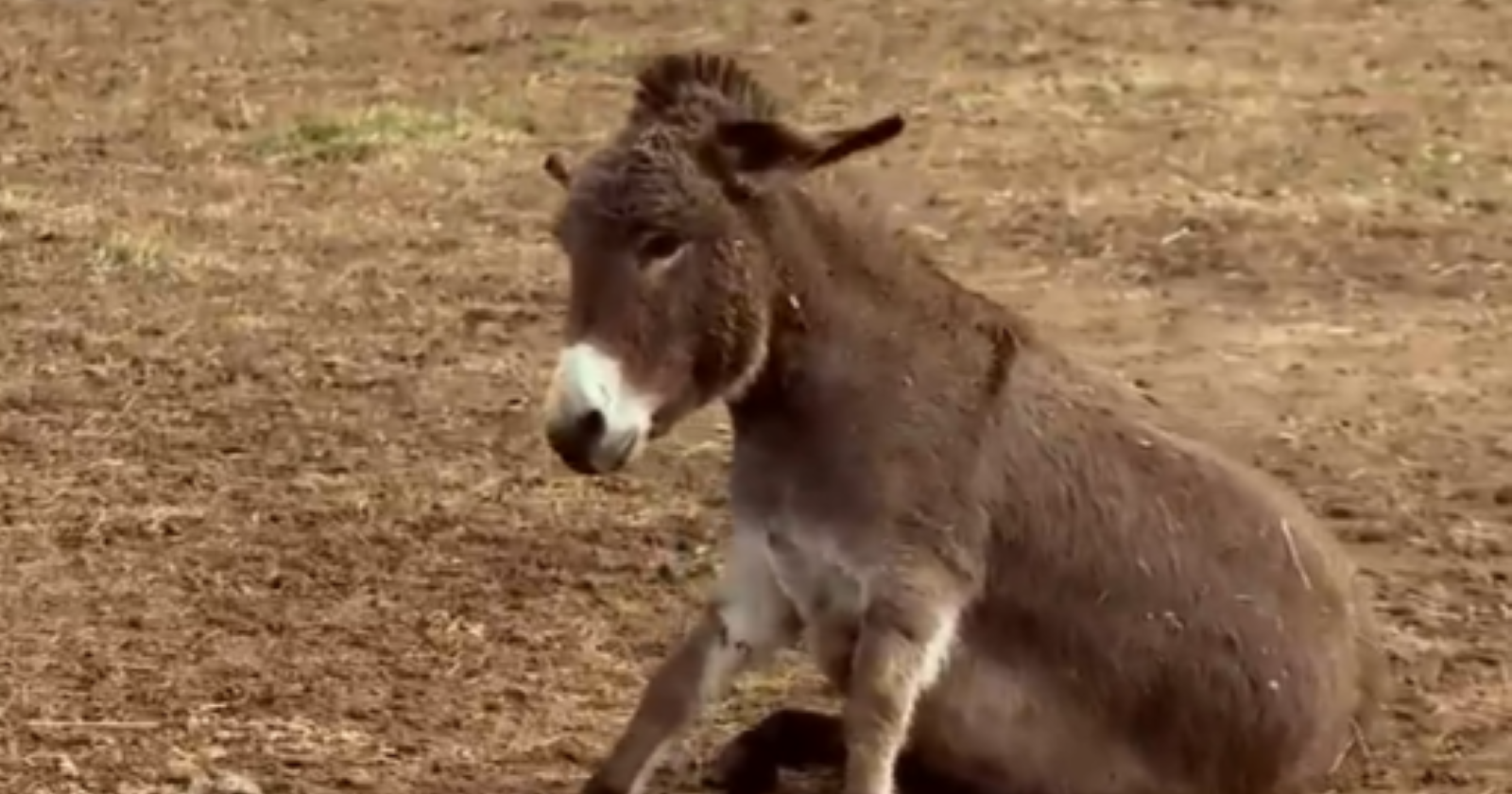 Woman's childhood love for Nativity donkeys sparks unique breeding business - Vimarsana News