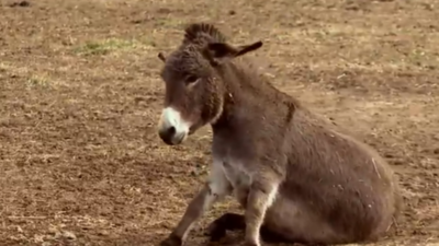 Woman's childhood love for Nativity donkeys sparks unique breeding business