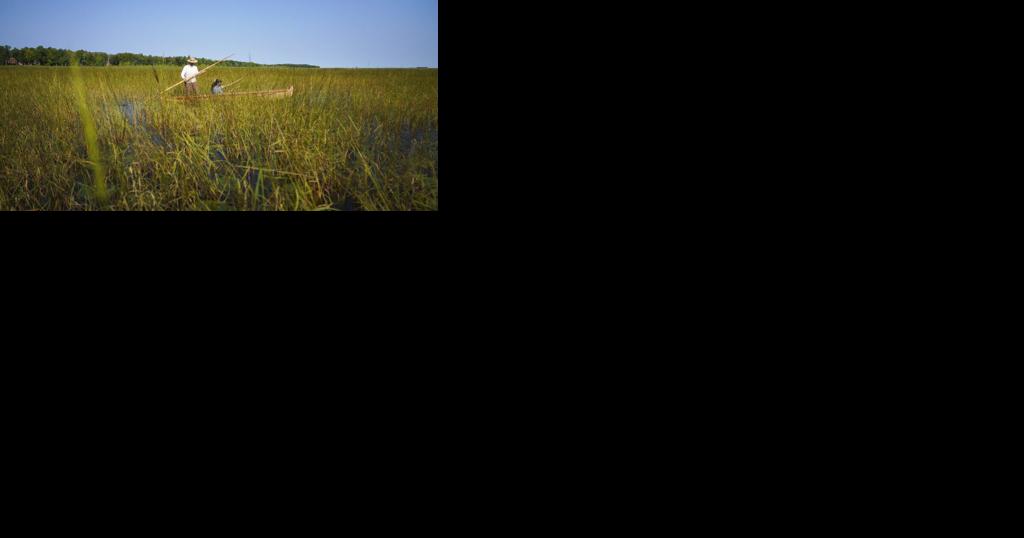 Manoomin designated as Michigan's official state native grain - Vimarsana News