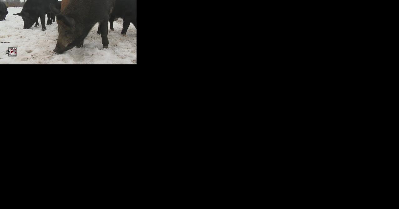 Supreme Court allows Bay County township to pursue action against hog farming operation - Vimarsana News