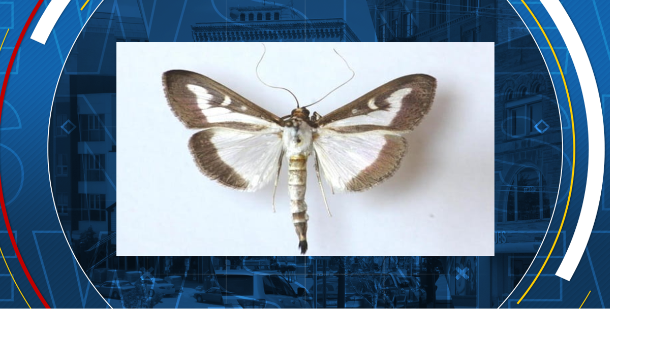 Invasive box tree moth found in Genesee County | Local | abc12.com