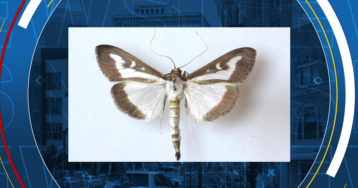 Edited Problem Tree Invasive box tree moth found in Genesee County | Local | abc12.com