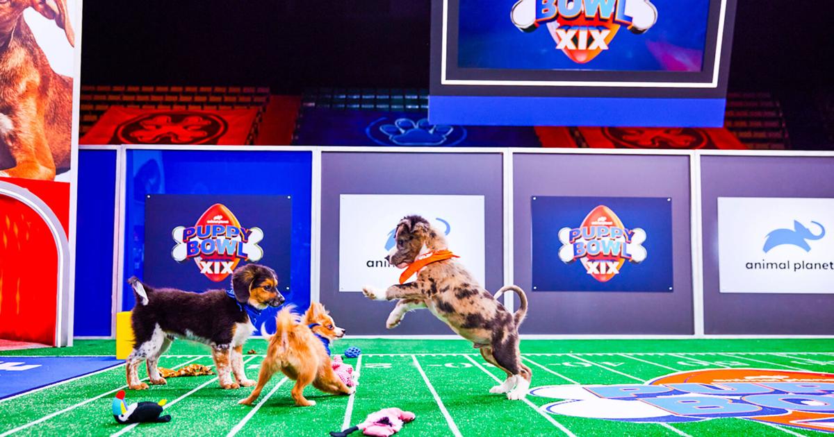 Watch 122 rescue dogs face off in this year's Puppy Bowl | News 