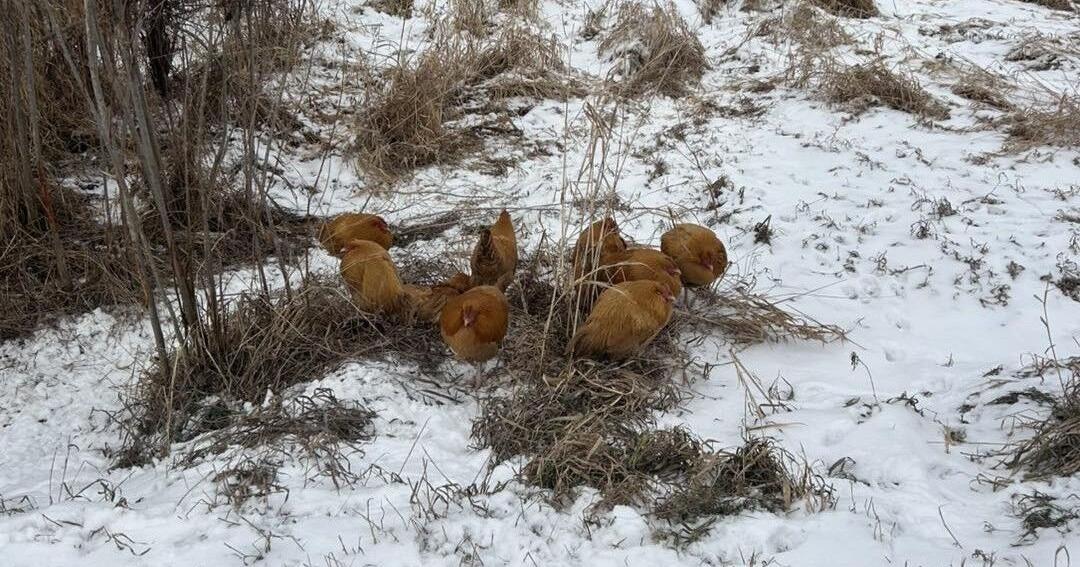 https://chickenroadavis.org/