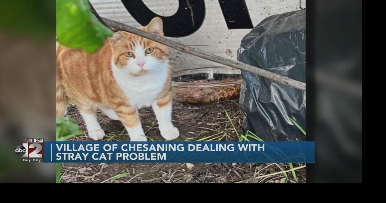 Chesaning Police involved in helping to 'round up' stray cats in