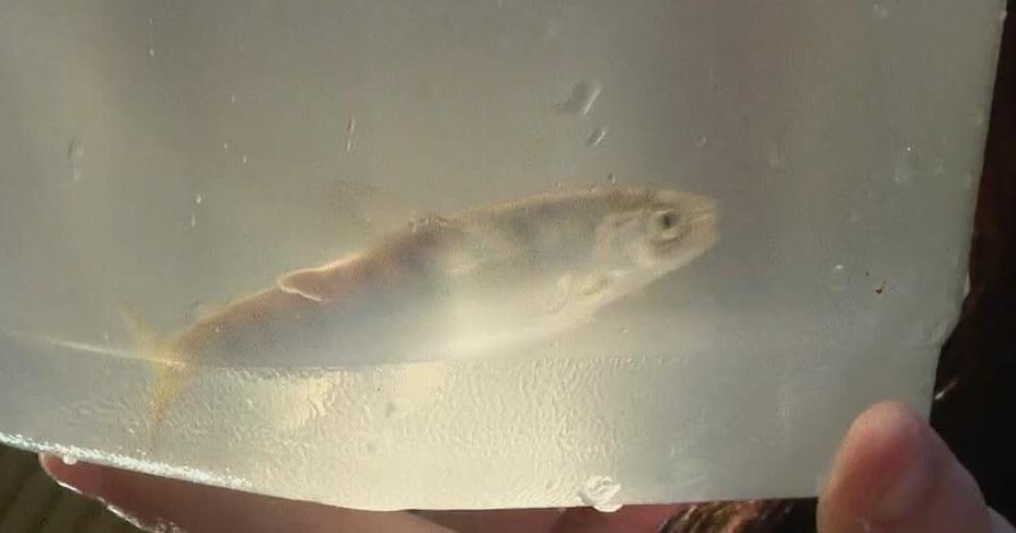 Davison students release their own school of salmon on Earth Day - Vimarsana News