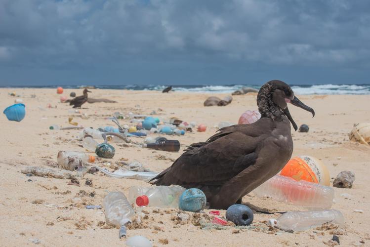 More than 170 trillion plastic particles found in the ocean as pollution  reaches 'unprecedented' levels | News 