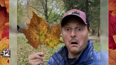Matt Barbour maple leaf
