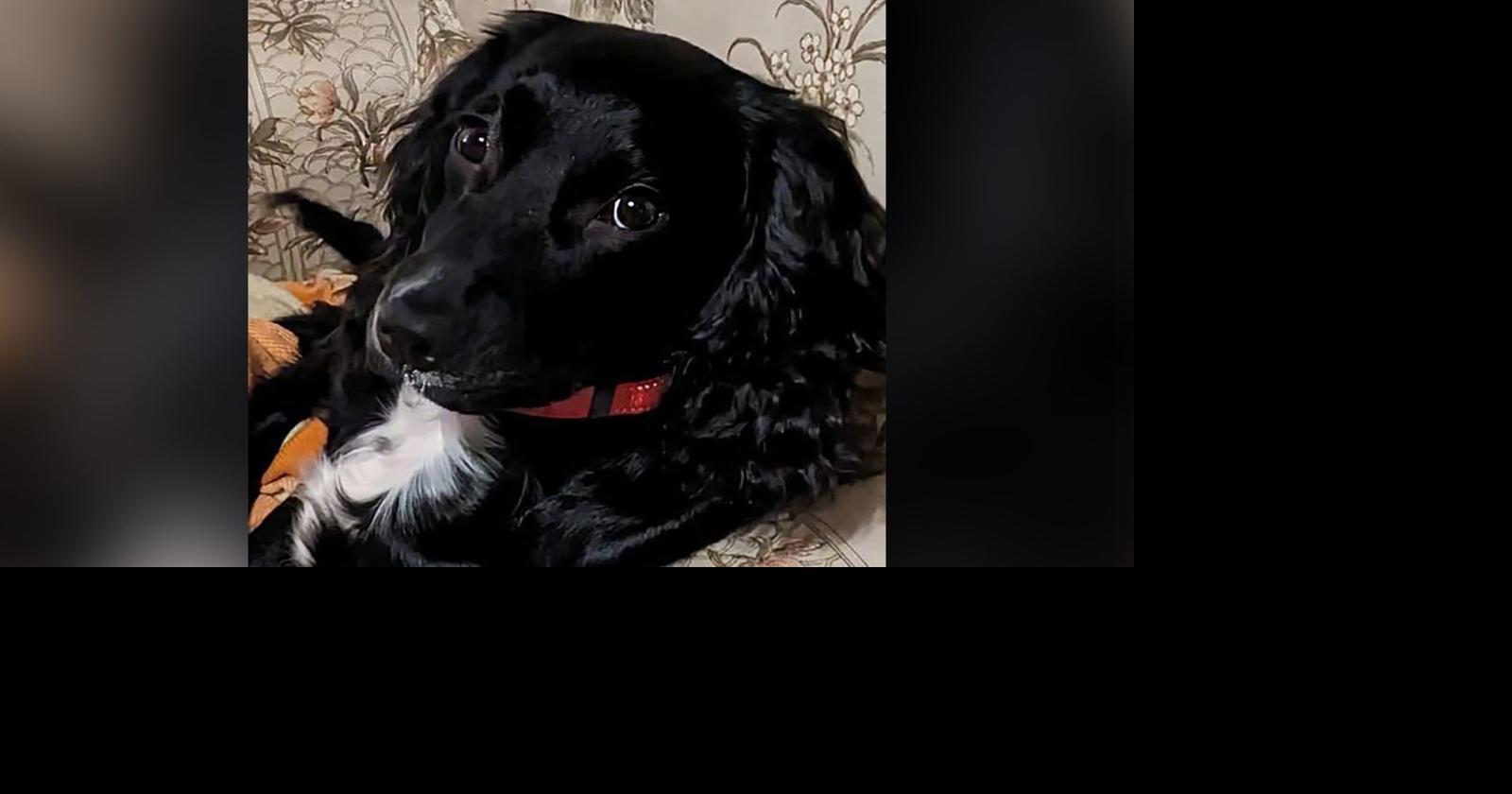 Six-legged dog abandoned in a parking lot gets a new lease on life ...