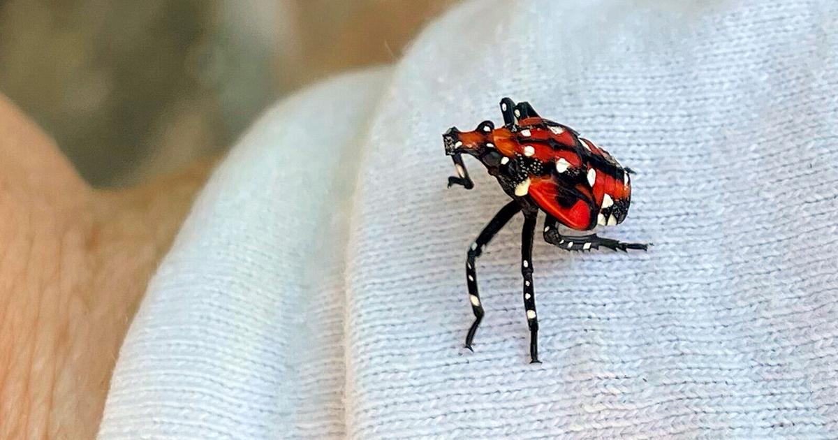 Sqiush Insect Squish, squash, stomp: It's OK to kill this beautiful but invasive ...