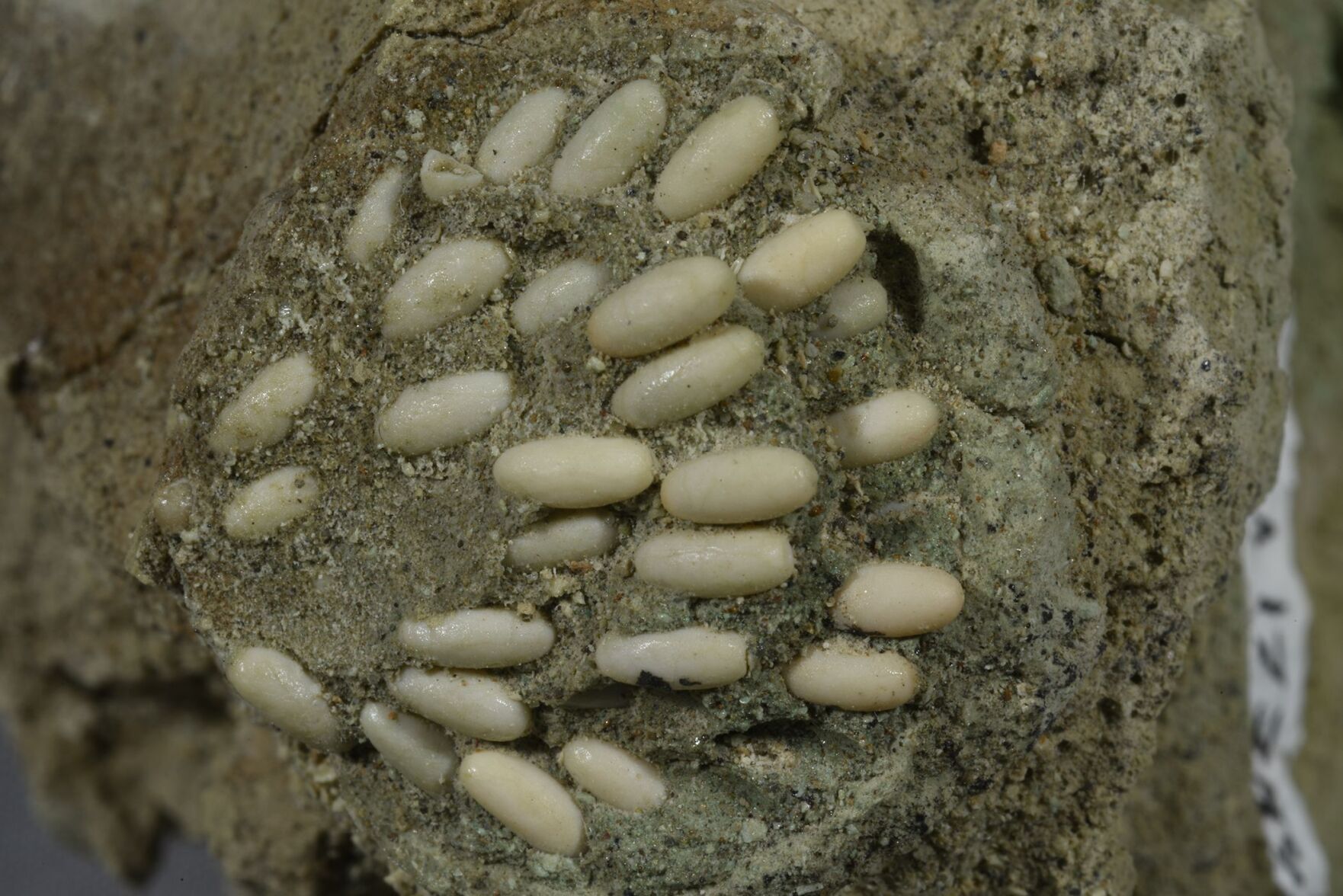 REPRODUCTION OF FOUND × TODAYFUL Some Assembly Required: Decoding Four Billion Years of Life