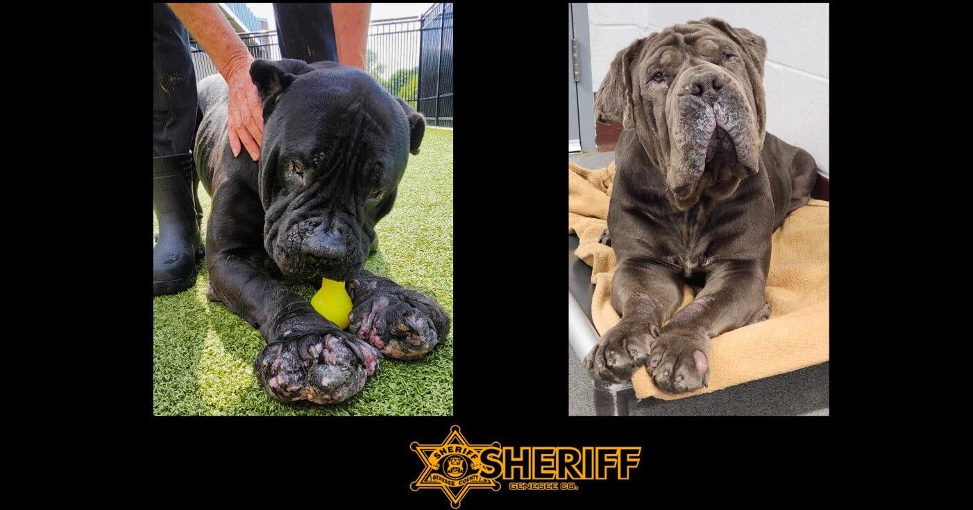 Flint man gets probation for failing to take care of bull mastiffs - Vimarsana News