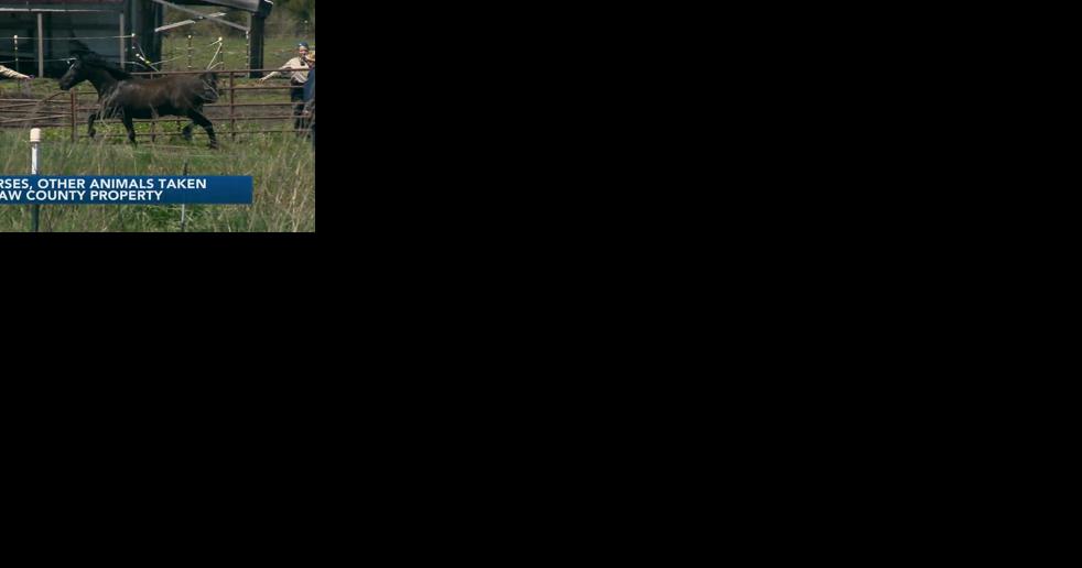 Several horses, other animals seized from Saginaw County property - Vimarsana News