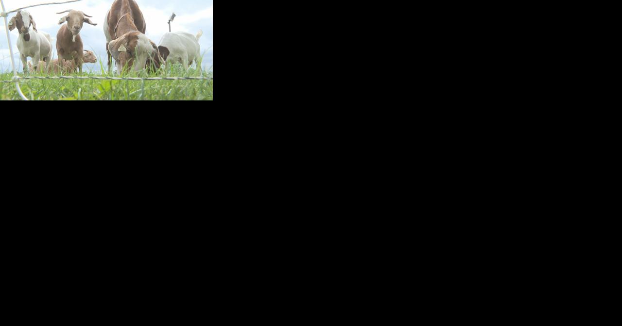 Frankenmuth company using goats to clear riverfront property - Vimarsana News