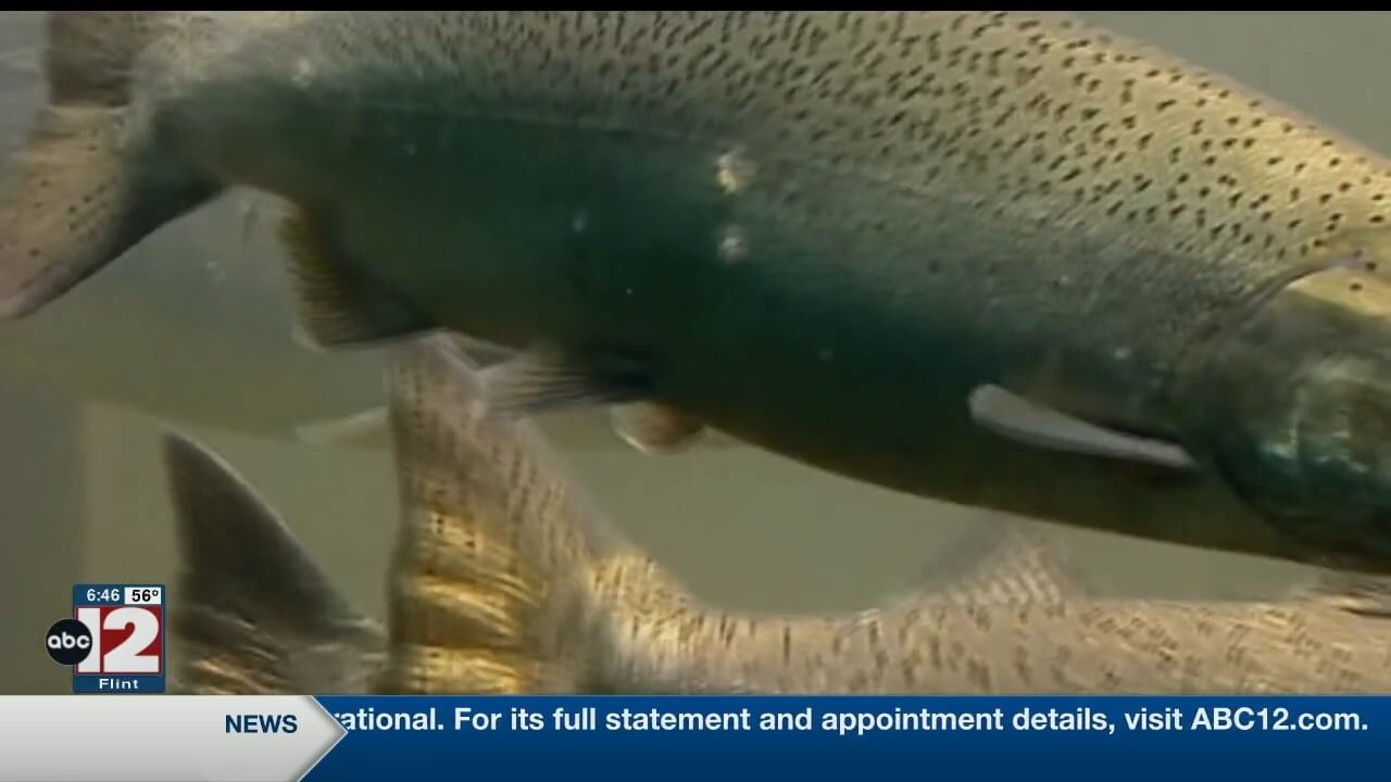 Michigan DNR stocks 9 million fish in state waters | State | abc12.com michigan-dnr-stocks-9-million-fish-in-state-waters-state-abc12-com
