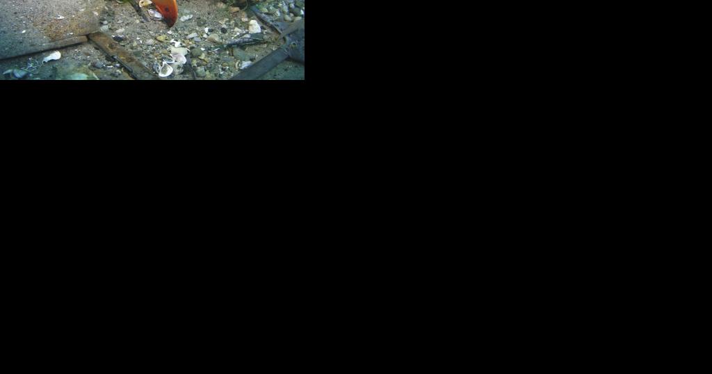 Wreckage from Tuskegee airman's plane recovered from Lake Huron - Vimarsana News