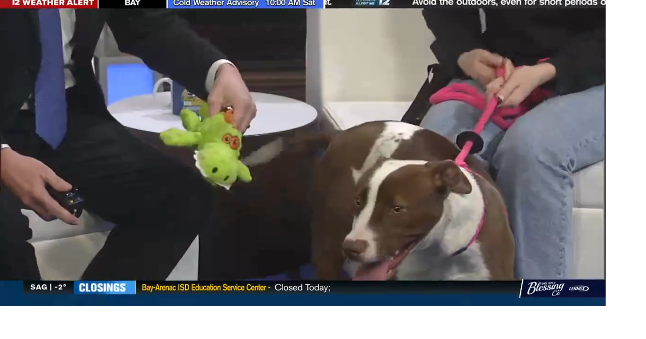 Fuzzy Friday: Meet Rizzo from Genesee County Animal Care & Control ...