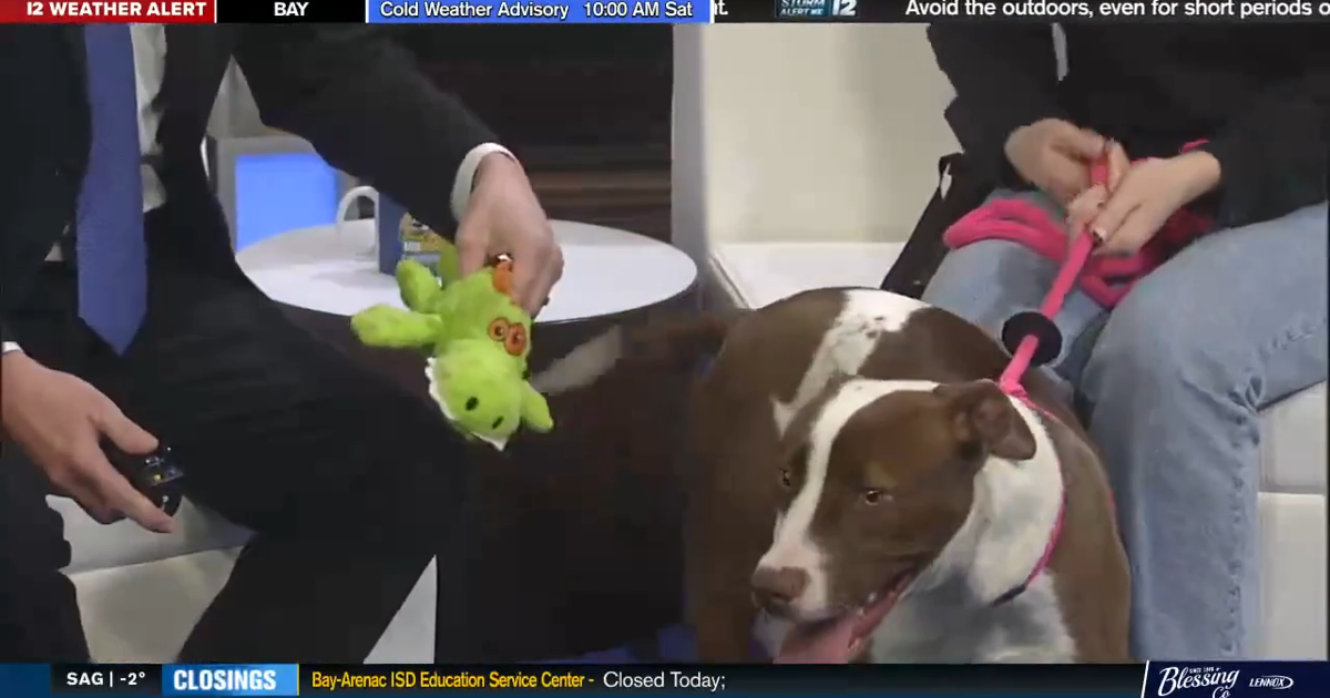 Fuzzy Friday: Meet Rizzo from Genesee County Animal Care & Control ...