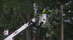 Consumers Energy clearing trees from 8,000 miles of power lines