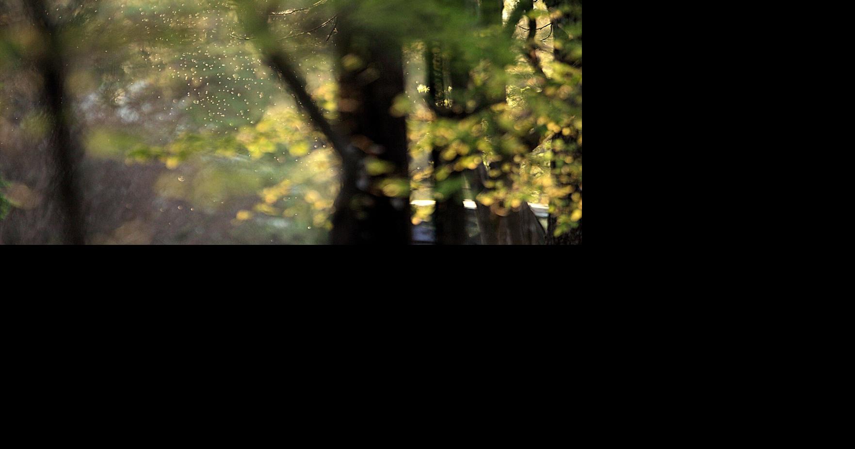 U.S. Forest Service plans to clear-cut in Michigan forest